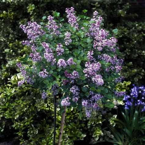 Korean Lilac Trees For Sale