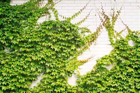 3 Evergreen Wall Climbing Plants For Shade And Privacy