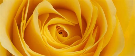 Download Wallpaper 2560x1080 Rose Yellow Bud Petals Macro Dual Wide