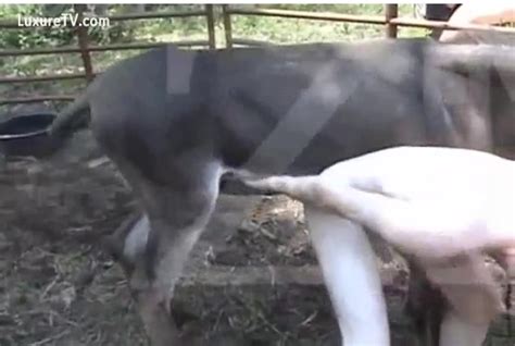A Pervert Acquires Drilled By A Donkey Xxx Femefun