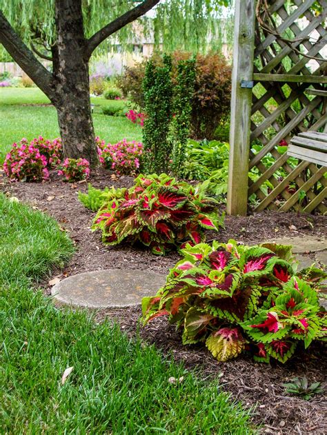 Make Your Home Garden Look Even More Beautiful With A Flower Bed Coleus