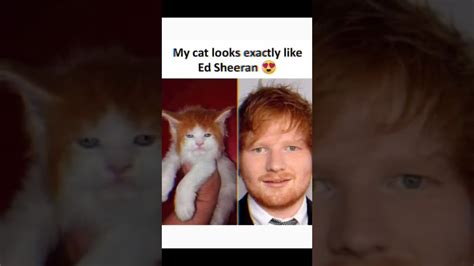 My Cat Looks Exactly Like Ed Sheeran 😍😍😍😍 Youtube