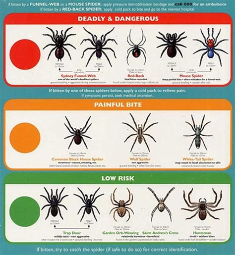 Jumping Spider Identification Chart