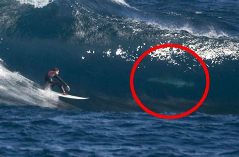 Pictured The Terrifying Moment A Surfer Rides A Wave With A Killer