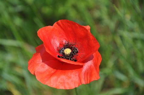 Free Images Nature Petal Wild Botany Flora Wildflower Red Poppy