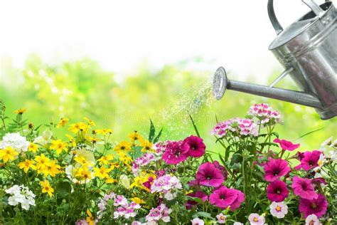Watering Flowers Stock Photo Image Of Pouring Growing 25541362