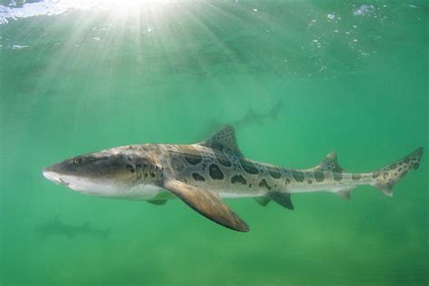 Leopard Houndshark Group Swimming California Usa Photograph By Andy