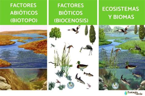 Factores Que Intervienen En Los Ecosistemas Actualizado Abril 2024