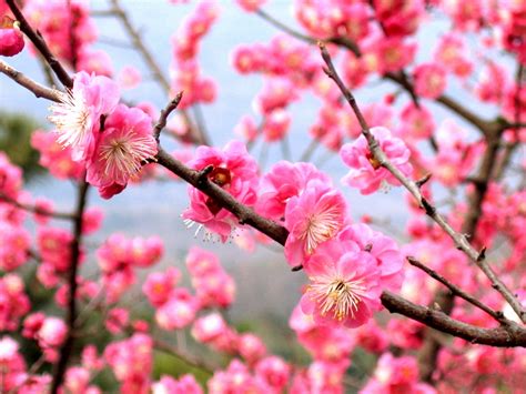 Plum Blossom The National Flower Of China