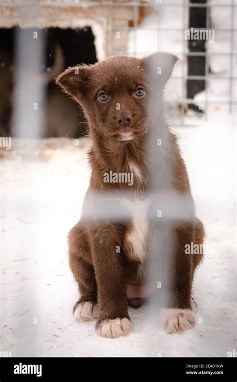 Cute Brown And White Sledge Dog Husky Puppy Looking At People Outside