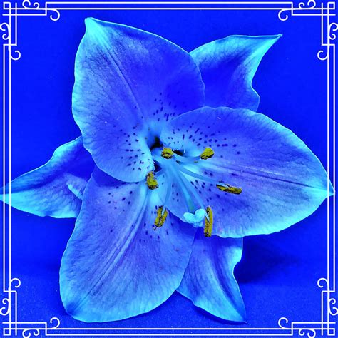 Blue Stargazer Lily Lilium Stargazer Is A Hybrid Lily Of T Flickr
