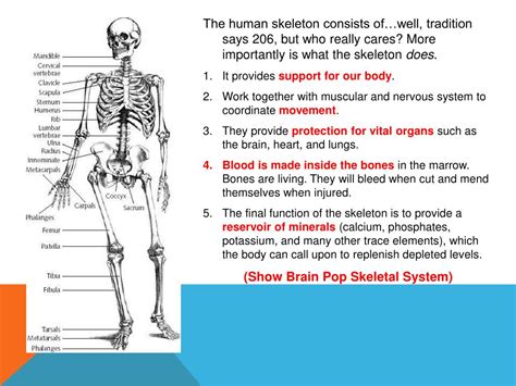 Ppt Skeletal System Powerpoint Presentation Free Download Id2686931