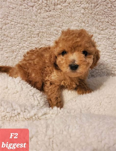 Miniature Goldendoodle And Labradoodle Puppies For Sale Goldenbelle Doodles