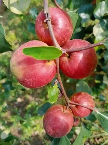 Full Sun Exposure Green Kashmiri Red Apple Ber Plant For Fruits At Rs 18piece In Habra