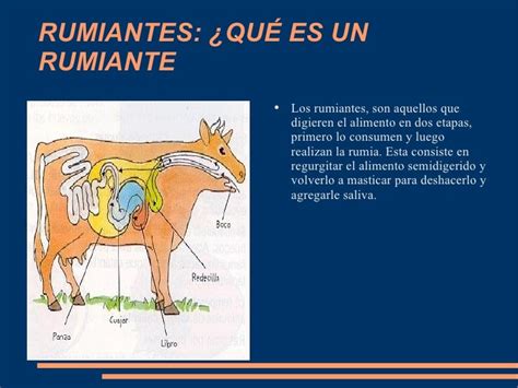 Rumiantes