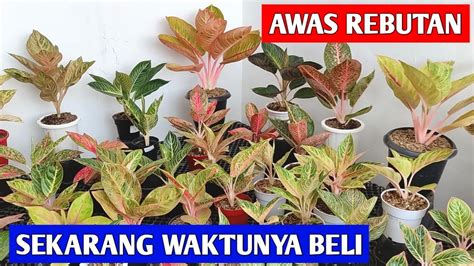 AWAS REBUTAN Aglonema Harga Promo Sekarang Waktunya Beli 563 YouTube