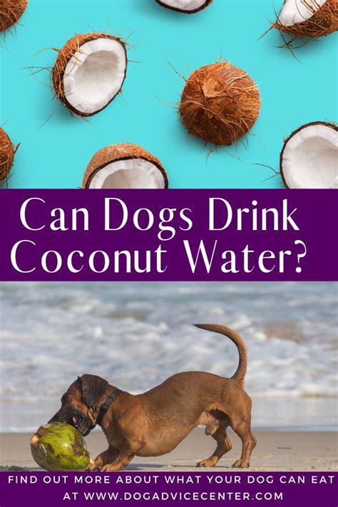 Older puppies should be drinking about one half to a full ounce of water per body pound of weight each day. Can Dogs Drink Coconut Water in 2020 | Coconut water, Coconut, Dog advice