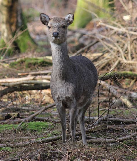 Sika Deer