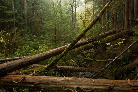 Rainy Woods Of The Ford Pinchot National Forest Washington Oc