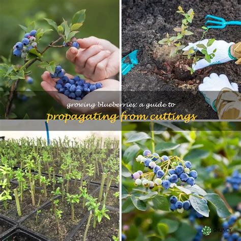 Growing Blueberries A Guide To Propagating From Cuttings Shuncy