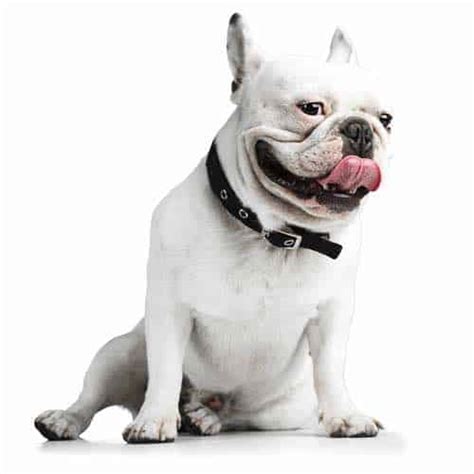 French bulldog gift, miniature dog, christmas gift, custom french bulldog, mini french french bulldog ~ mouseloft paw prints range ~ mini cross stitch. French Bulldog Temperament - Do You Know What To Expect?