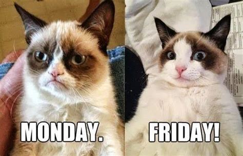 Happy Friday Cat Memes Image Memes At