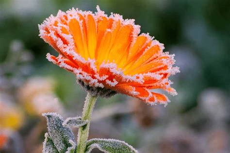 7 Best Winter Flowers Trim That Weed