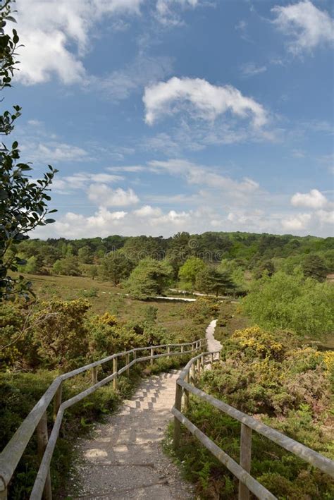 Arne Nature Reserve Near Wareham Stock Image Image Of Countryside