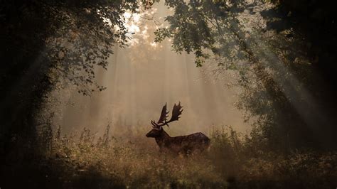 2048x1152 Deer Mammal Forest Sunbeams 4k 5k 2048x1152 Resolution Hd 4k