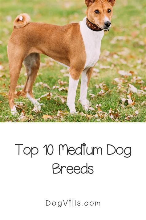 Top 16 Medium Dog Breeds Between 20 And 40 Pounds Dog Breeds Dog