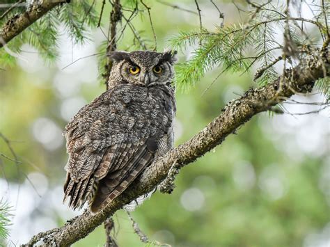 How To Attract Owls To Your Yard Popular Science