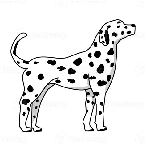 Free Standing Dalmatian Dog 19017606 Png With Transparent Background