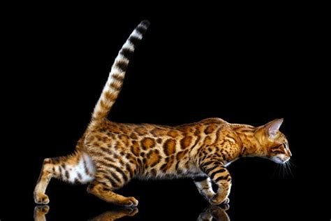 Bengal Cat Breed Informations And Faq