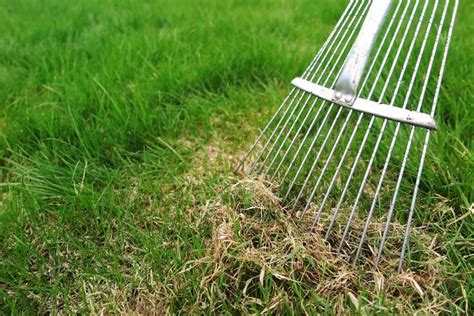 The epic military budget should be used to pay for healthcare. Should I aerate or dethatch my lawn first? - lawncarebase