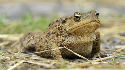 Common Toad Norfolk Wildlife Trust