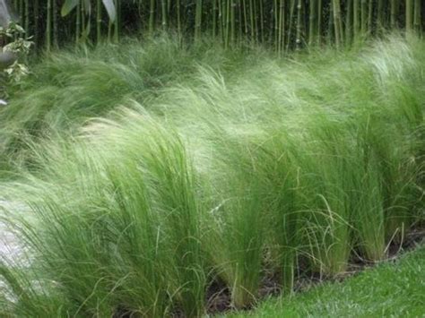 Mexican Feather Grass Seeds Stipa Tenuissima Also Called Silky