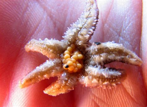 Sea Star Wasting Disease Has Differential Effects On Brooding Sea Stars