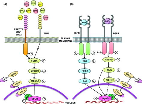 Signaling Pathways Regulating Cell Fate In Stomagenesis And Myogenesis