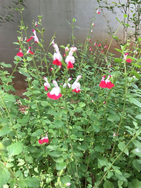 Lipstick Salvia Hummingbird Flowers Growing Plants Buy Plants