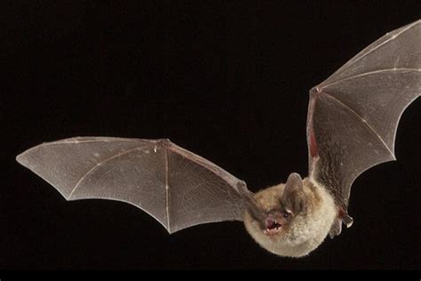 Us Classifies Northern Long Eared Bat As An Endangered Species