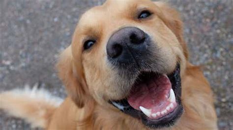 Varför Det är Viktigt Att Ta Hand Om Hundens Tänder My Animals
