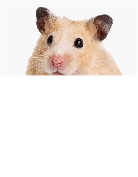 Hamster Png Clipart Instant Download Commercial Use Ph