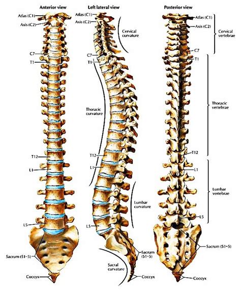Back Bones Anatomy Spinal Anatomy James Langdon The Bones Of The