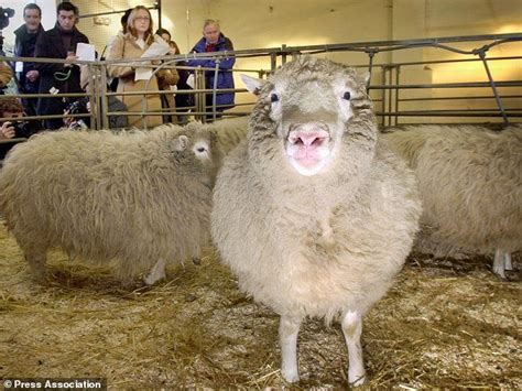 Dolly The Cloned Sheep Still Inspiring Scientists 20 Years On Stem