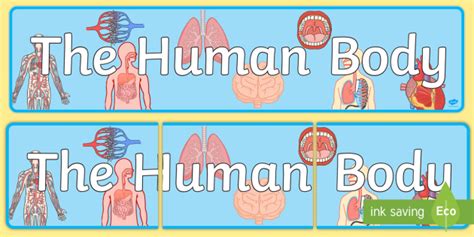 The Human Body Banner Teacher Made