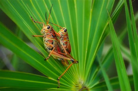 Invertebrates Florida Nature Photography