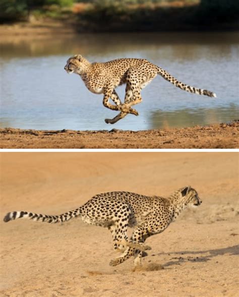 10 Fastest Land Animals