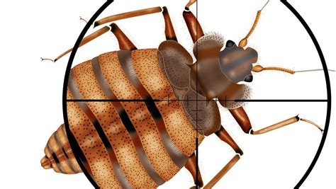 The Best Way To Detect Bed Bugs Pronto Pest