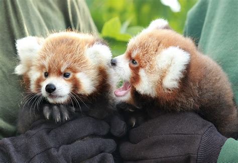 Rosamond Ford Zoo Feiert Tag Des Roten Pandas Mit Nachwuchs Red