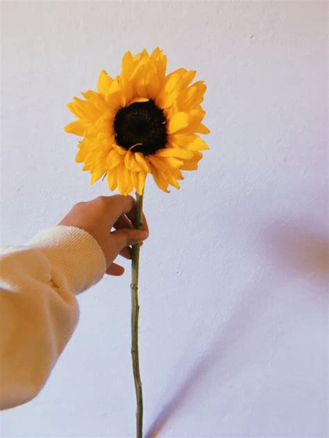 Sunflower Aesthetic On Tumblr